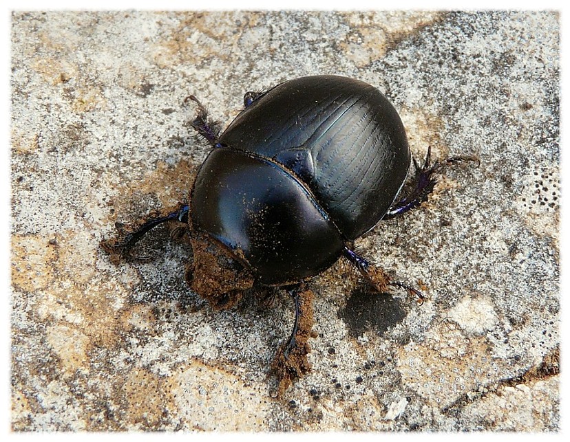 Sericotrupes niger (Geotrupidae)